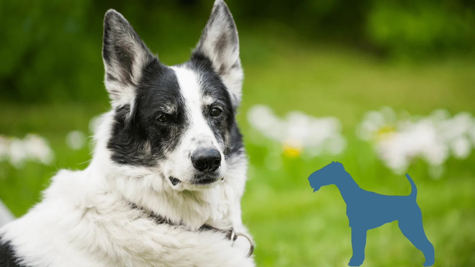 Demenz beim Hund – Videokurs für Senioren-Vierbeiner 8 Schwarz-weißer Hund mit aufgerichteten Ohren sitzt auf grüner Wiese mit Blumen