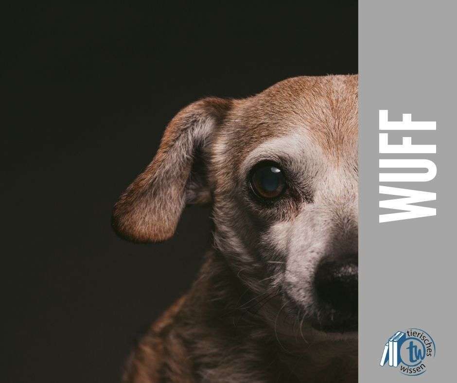 Demenz beim Hund – Videokurs für Senioren-Vierbeiner 2 Nahaufnahme eines älteren Hundes im Profil mit grauem Fell und melancholischem Blick vor dunklem Hintergrund