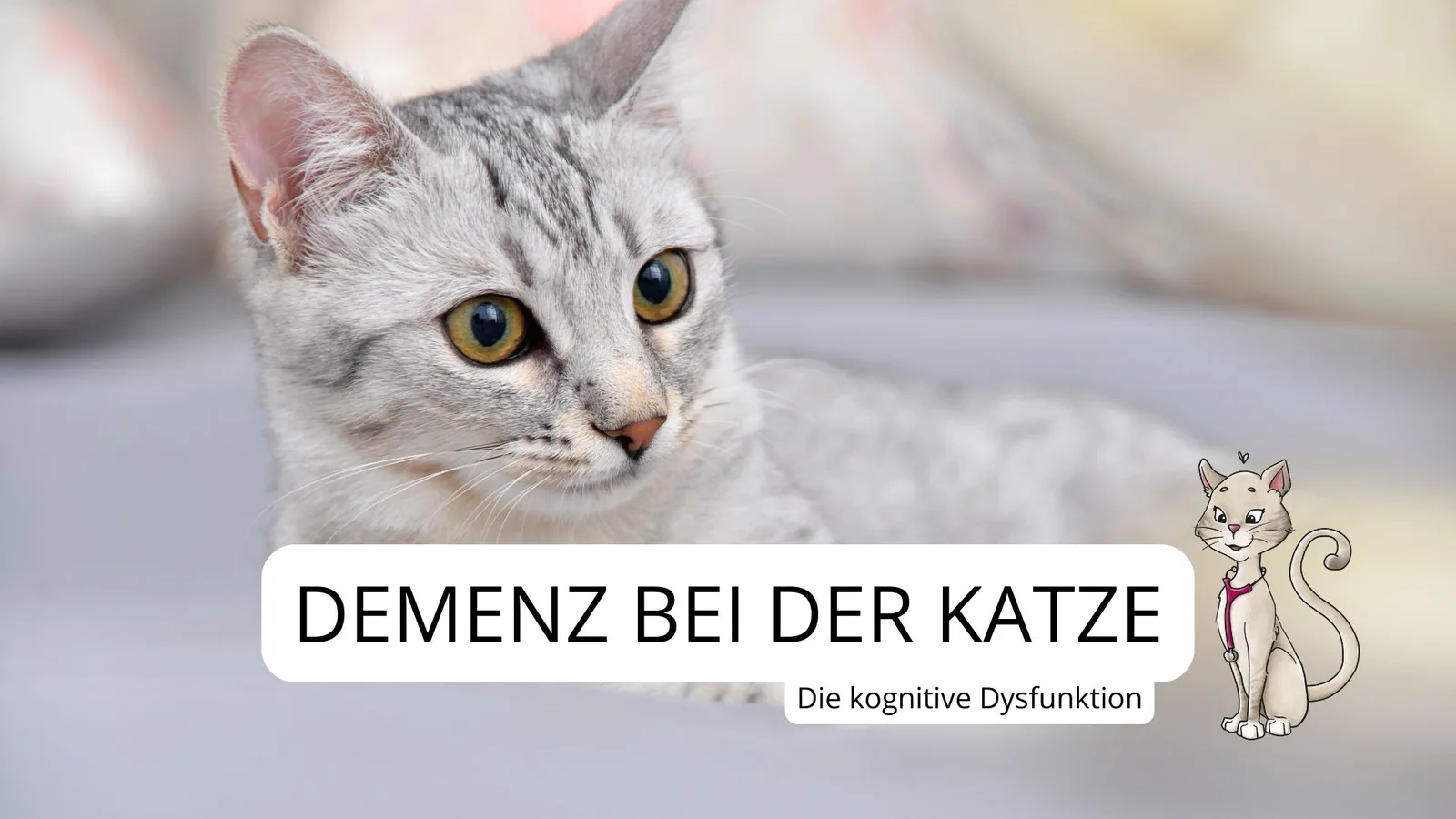Demenz beim Hund – Videokurs für Senioren-Vierbeiner 3 Grau-weiße Katze mit großen gelben Augen blickt in Kamera, Nahaufnahme