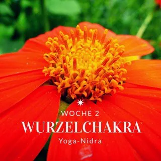 Der Chakra-Kurs – Audiokurs zur Chakrenarbeit von Andreas Ziörjen 8 Rote Blume mit gelben Staubgefäßen, Text Woche 2 Wurzelchakra