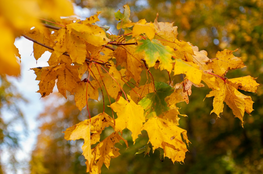 Der Gartenkongress – Gärtnern und Ernten im Herbst 6 Herbstlaub an Baum mit leuchtendem Gelb und Orange gegen hellen Himmel, Makroaufnahme von Ahornblättern