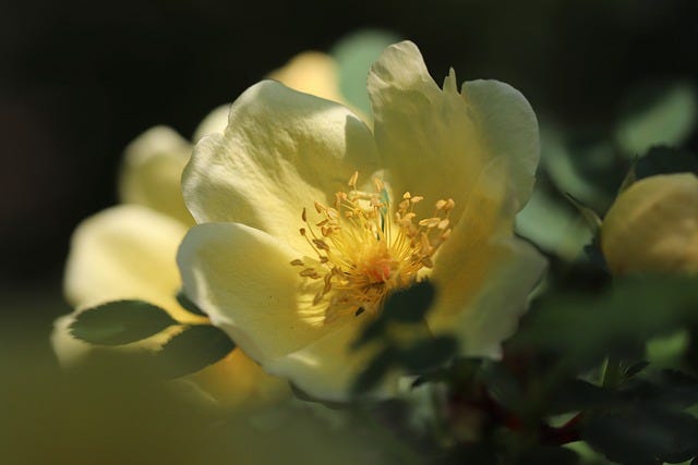 Der Gartenkongress – Gärtnern und Ernten im Herbst 4 Nahaufnahme einer gelben Rose mit sichtbaren Staubgefäßen, Makroaufnahme auf dunklem Hintergrund