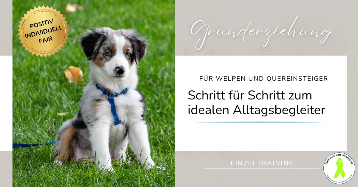 Der perfekte Rückruf – Hundetraining-Workshop von Jennifer Lang 6 Junger schwarz-weißer Hund mit Leine auf Gras, Siegel Positiv Individuell Fair