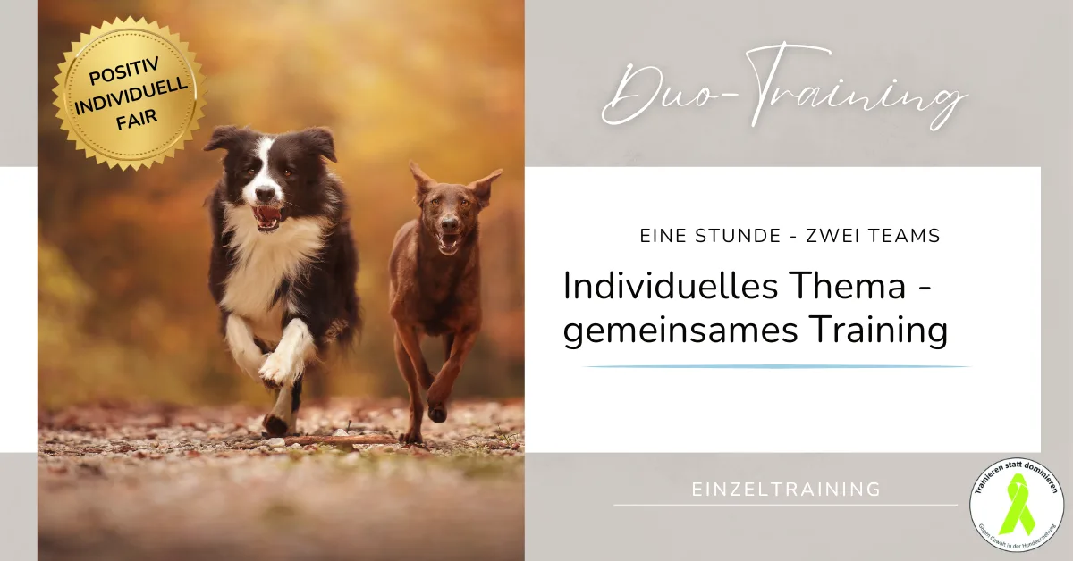 Der perfekte Rückruf – Hundetraining-Workshop von Jennifer Lang 8 Zwei Hunde laufen gemeinsam über Kiesweg bei Sonnenuntergang, Siegel Positiv Individuell Fair