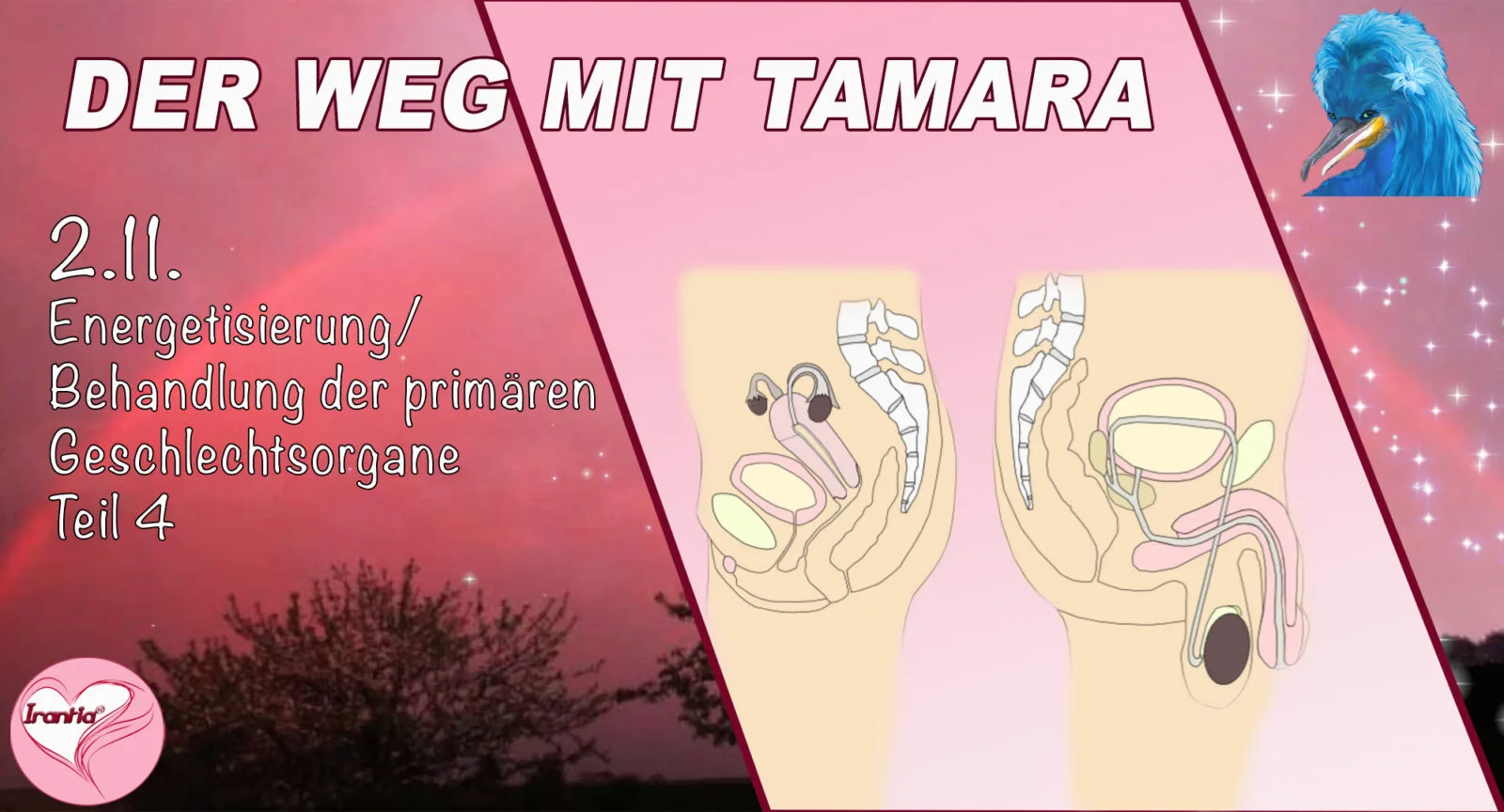 Banner mit Anatomie-Grafik der primären Geschlechtsorgane und blauem Vogel-Symbol