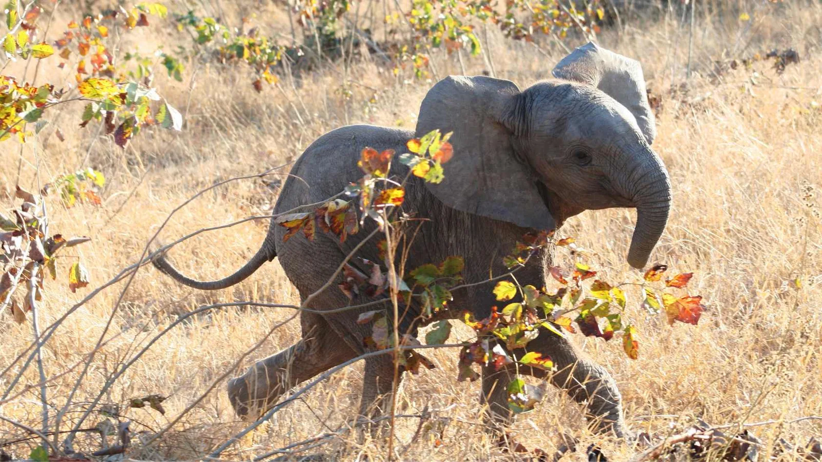 Junger Elefant in Savannengras, grüne Vegetation im Hintergrund, Rüssel zum Fressen erhoben