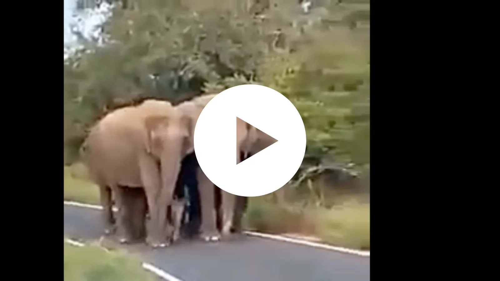 Elefantenherde auf Straße, Mutter mit Kalb, Video-Standbild mit Play-Symbol