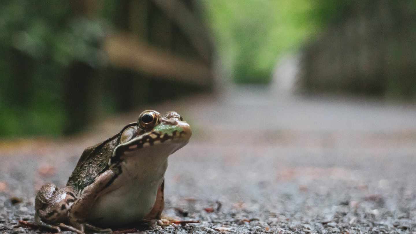 Frosch im Profil auf Kiesgrund mit unscharfem grünem Hintergrund