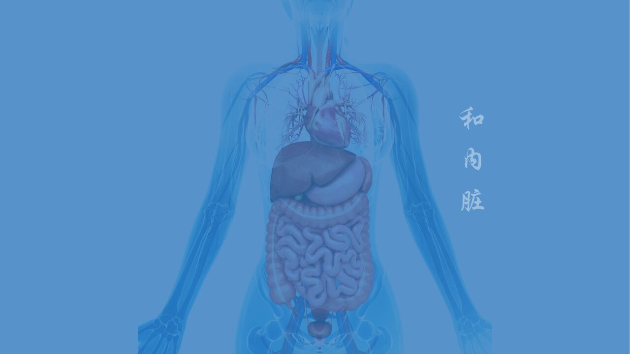 Hero-Banner zur Workshopreihe Die Harmonisierung deiner inneren Organe mit anatomischer Darstellung der inneren Organe vor bl