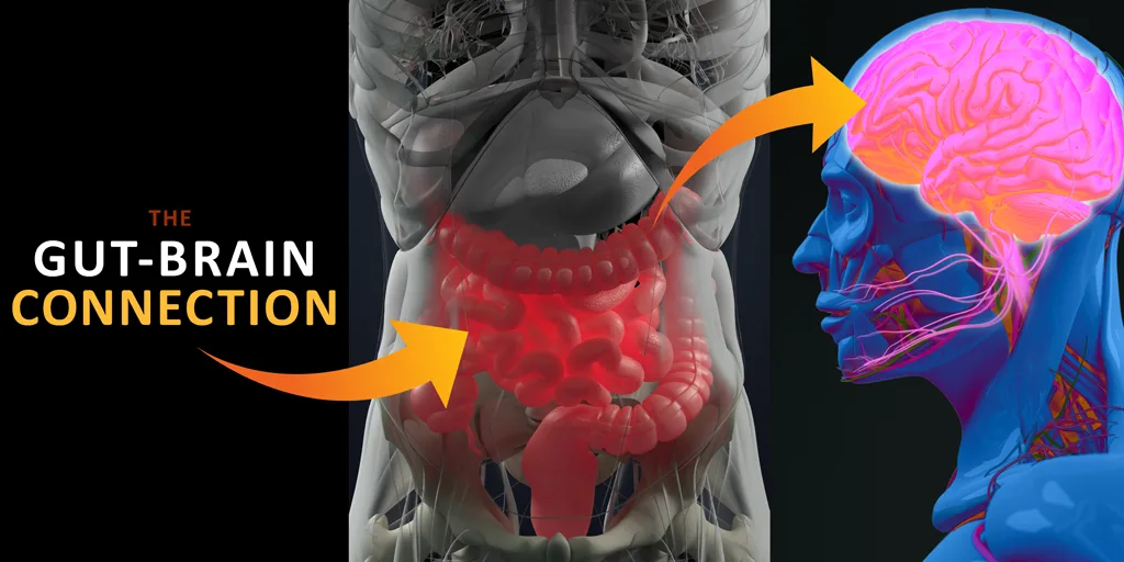 Medizinische 3D-Illustration der Gut-Brain-Connection zwischen Darm und Gehirn mit orangem Pfeil