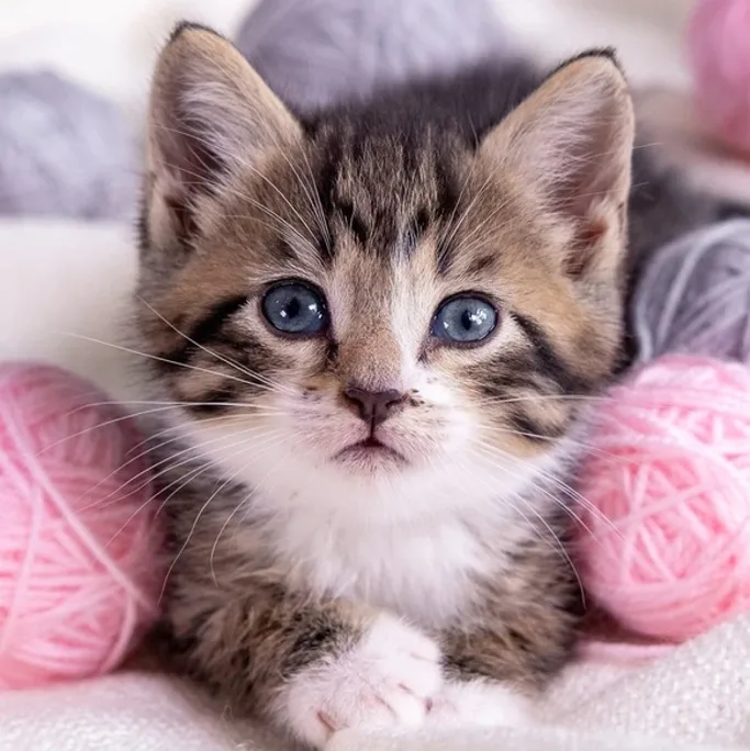 Digital-Club – Medienkompetenz-Live-Kurs für Kinder von Ben Fisch 17 Tabby-Kätzchen mit blauen Augen zwischen rosa Wollknäueln