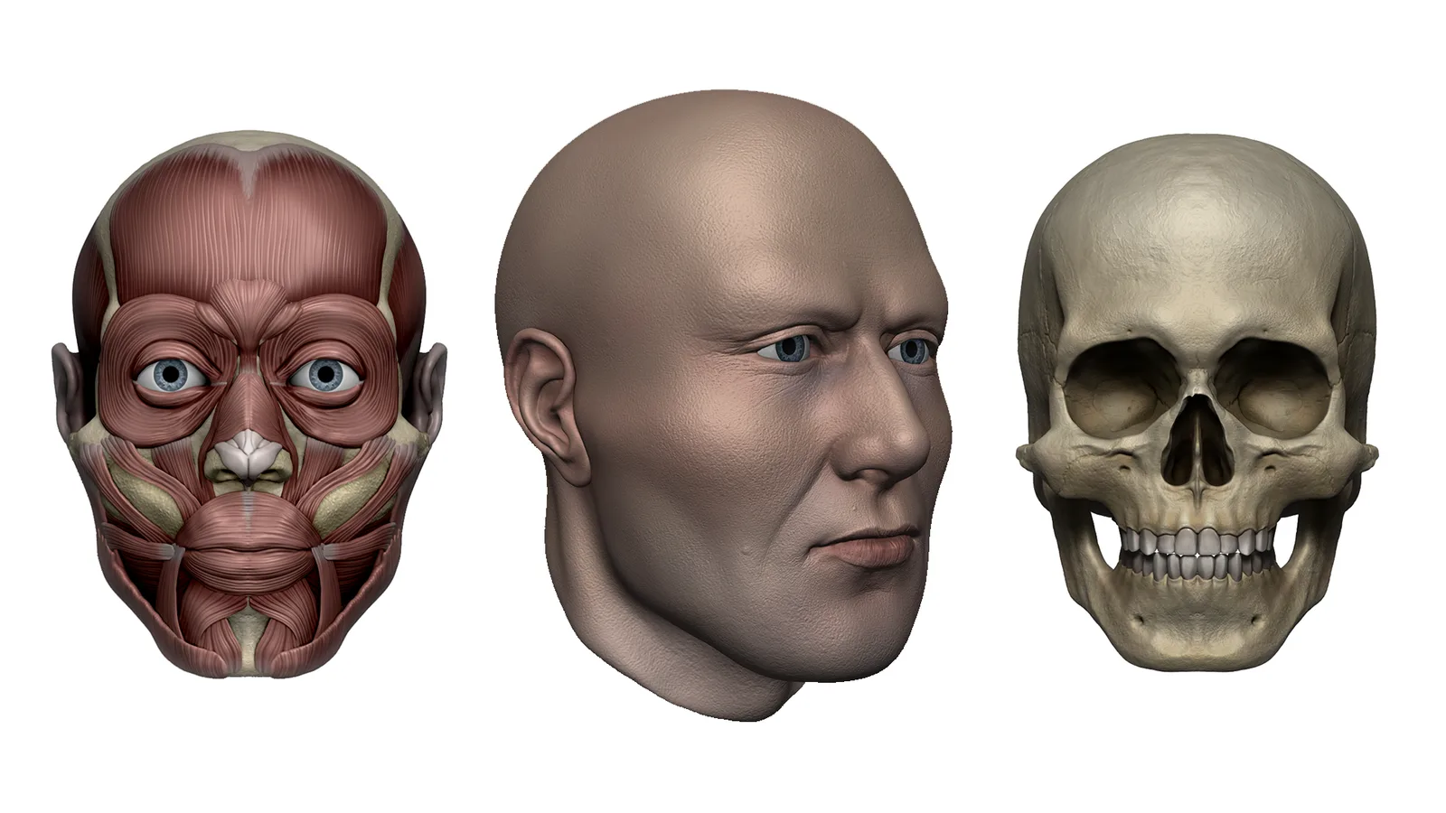 Digitale Porträts zeichnen Masterclass von Sandra Süsser 10 Anatomische Darstellung eines menschlichen Kopfes mit Muskeln, glattem Gesicht und Schädel in drei Ansichten