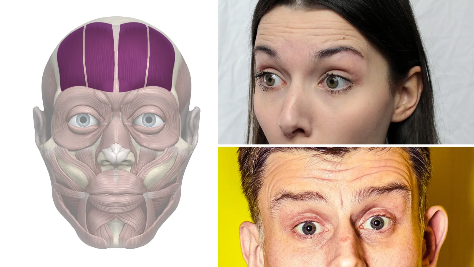 Digitale Porträts zeichnen Masterclass von Sandra Süsser 20 Anatomische Gesichtsmuskeln-Illustration, weibliches Porträt und männlicher Gesichtsausdruck mit Überraschung