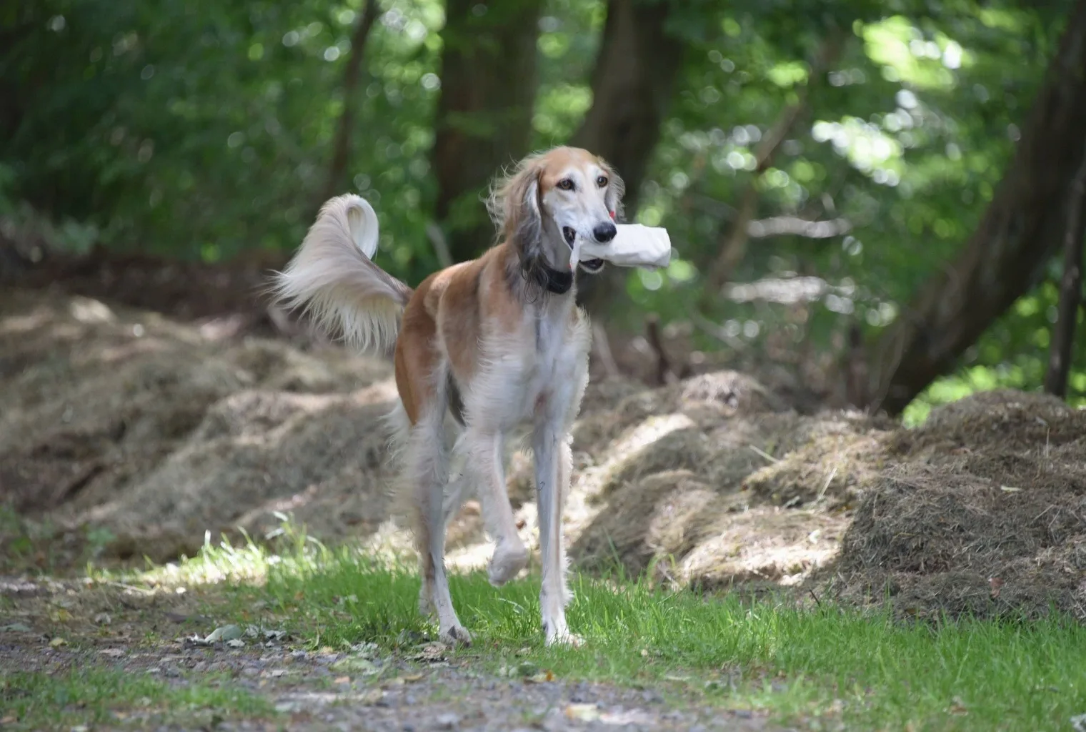Ein guter Start für Welpen! Welpentests und Wurfbegleitung 7 Barsoi-Hund trägt Stöckchen im Maul, Waldweg