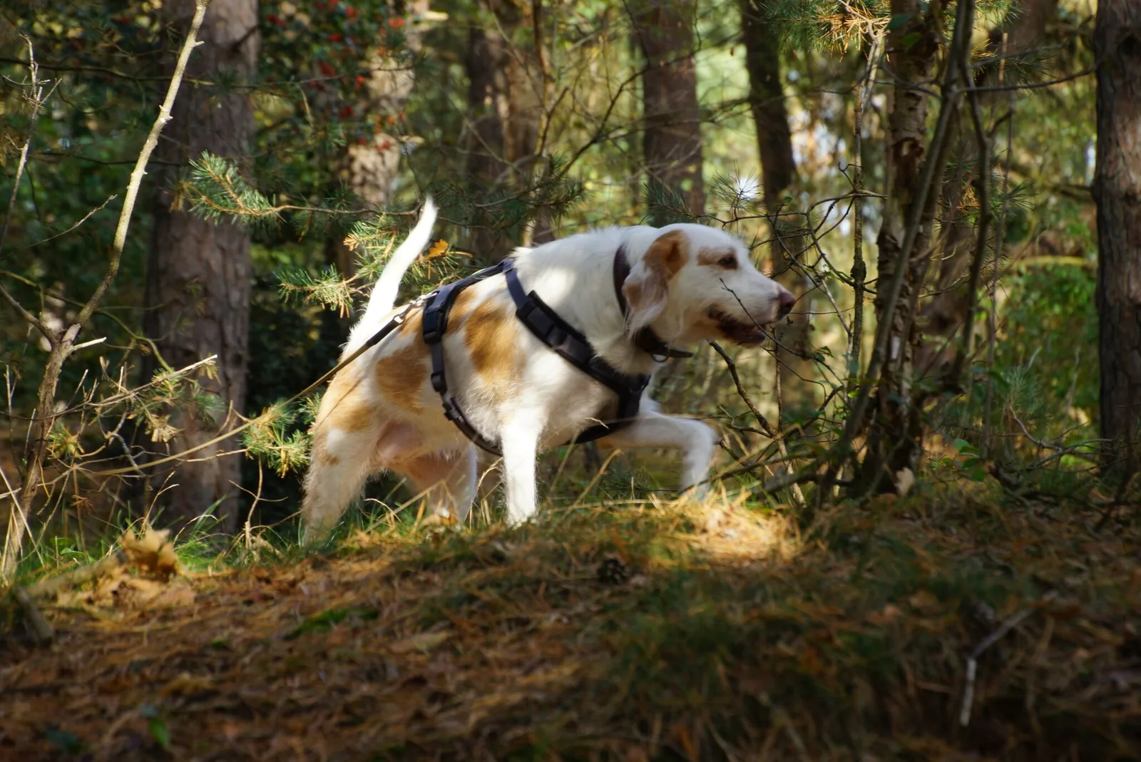 Ein guter Start für Welpen! Welpentests und Wurfbegleitung 8 Hund mit Geschirr läuft konzentriert auf Waldweg, Spurensuche