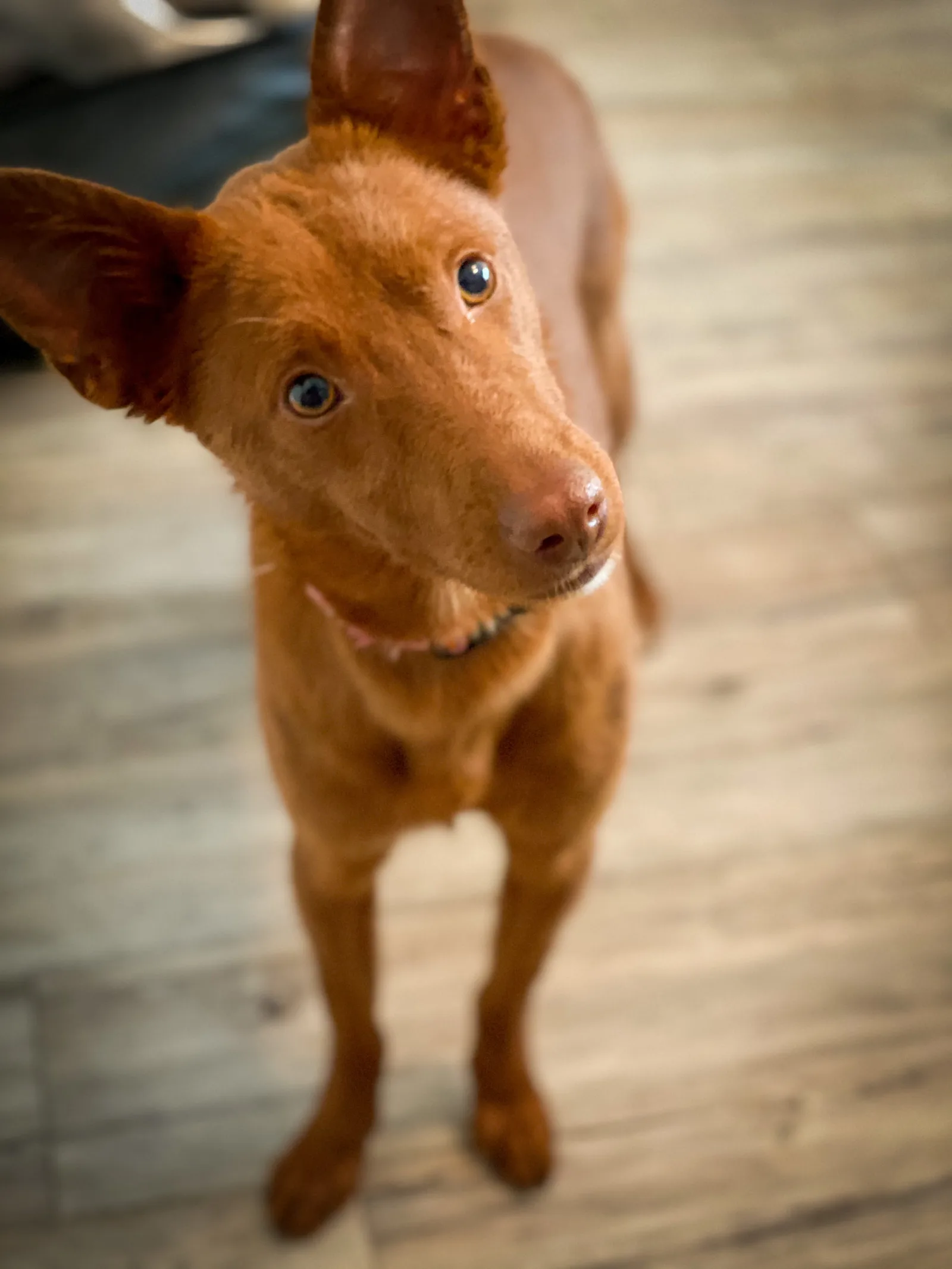 Brauner Hund mit spitzen Ohren und blauen Augen schaut nach oben