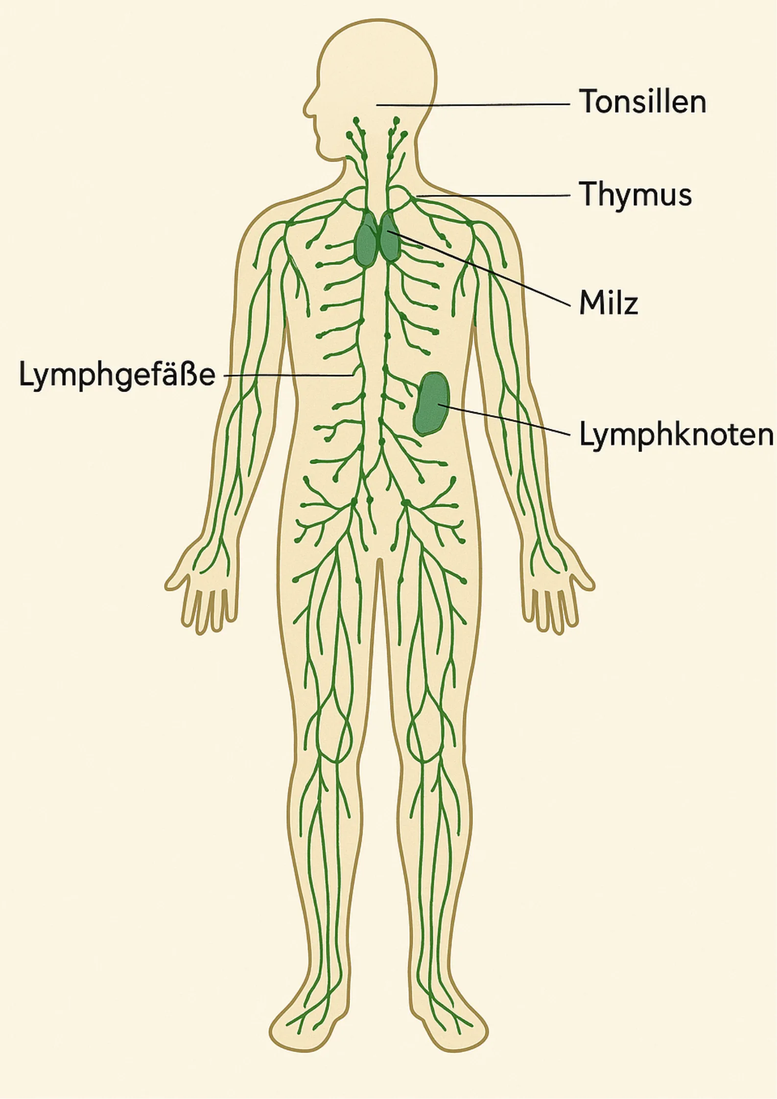 Weiblicher Körper mit Lymphsystem in grün: Tonsillen, Thymus, Milz, Lymphgefäße, Lymphknoten