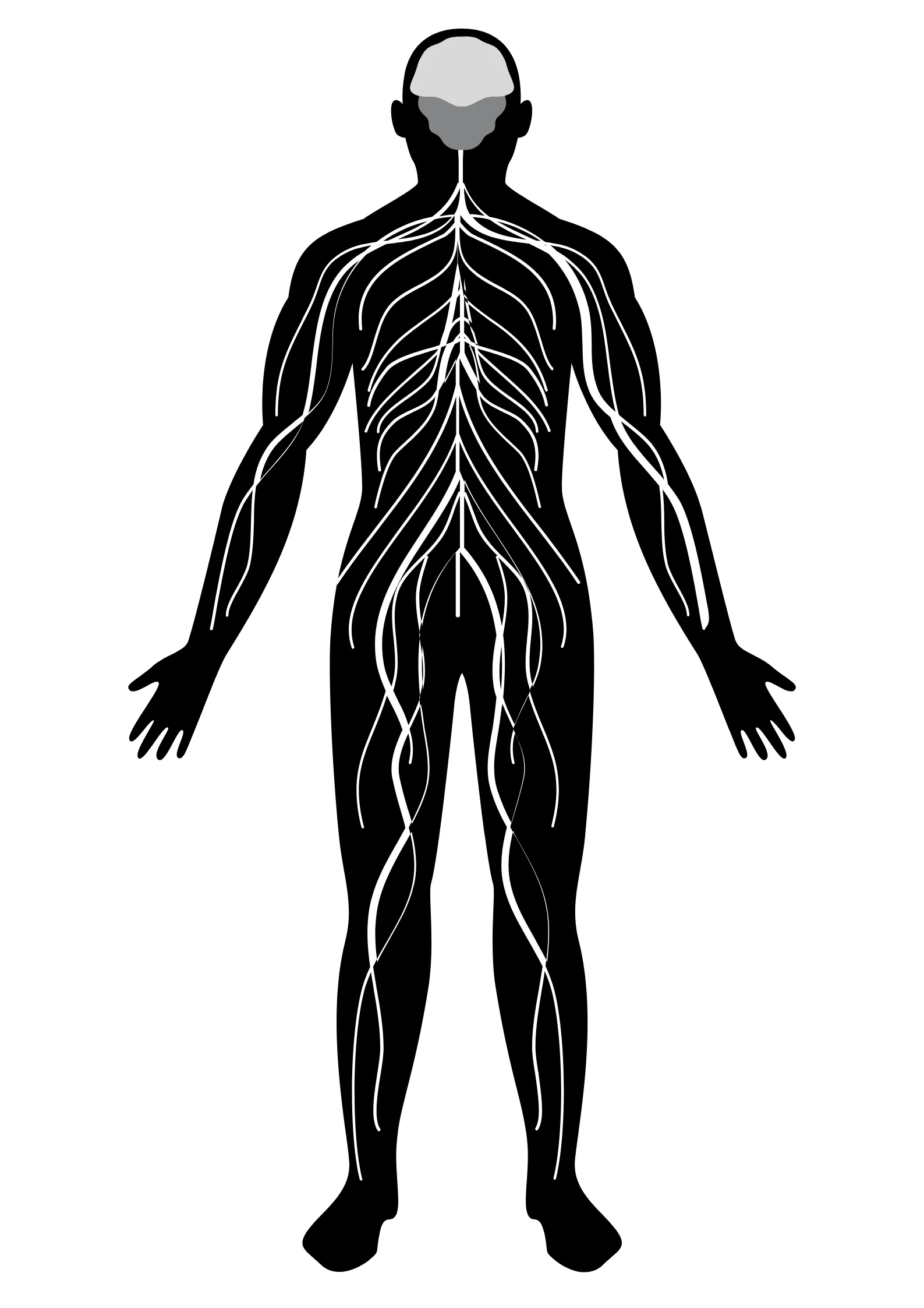 Anatomische Darstellung des Nervensystems im menschlichen Körper
