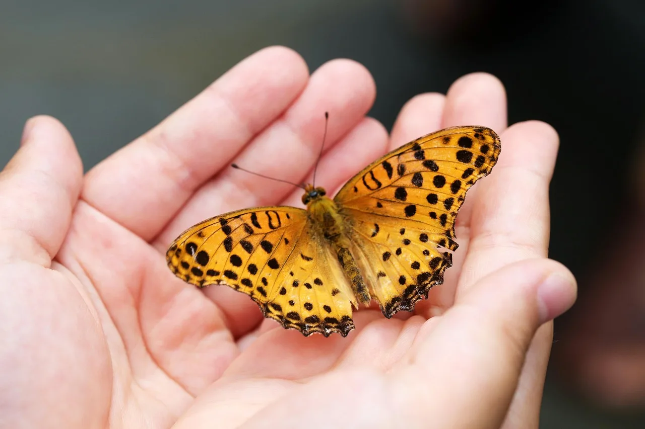 Gelber Schmetterling mit schwarzen Flecken auf Menschenhand, Nahaufnahme Transformation