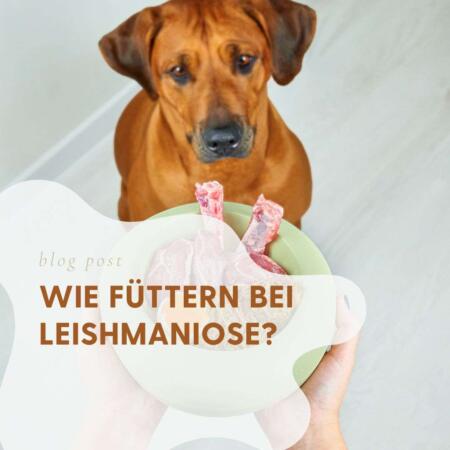 Brauner Hund mit grüner Schüssel voller rosa Fleisch, kleineres Format