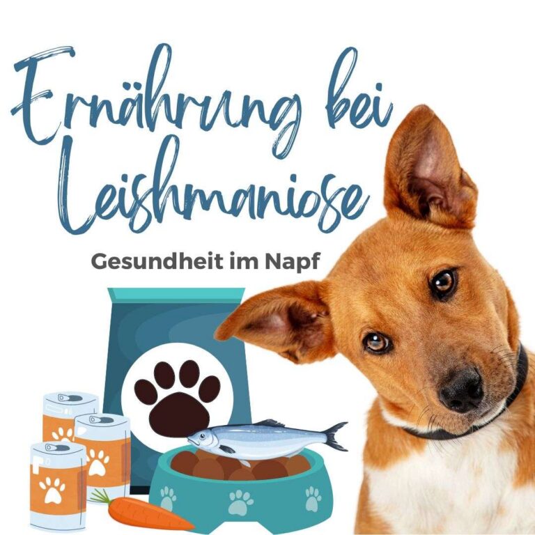 Ernährung bei Leishmaniose – Videokurs zur Hundefütterung