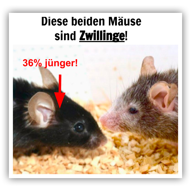 Grafikvergleich zweier Mäuse mit Text 36% jünger und Pfeil-Hervorhebung