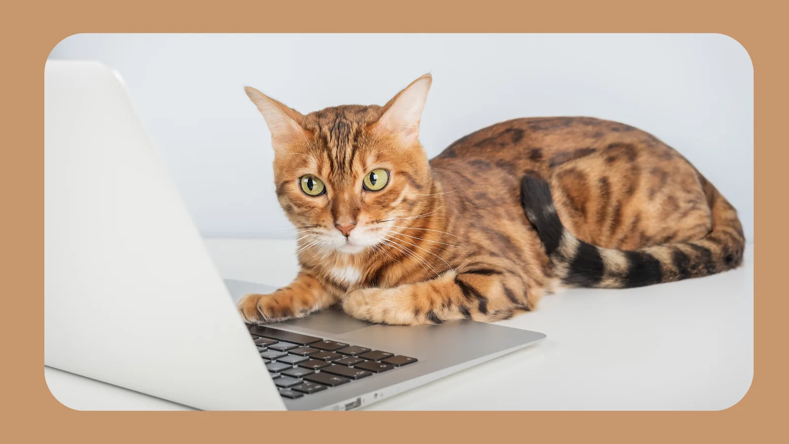 Tabby-Katze sitzt auf Laptop vor hellem Hintergrund