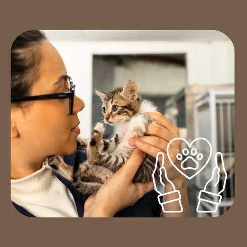 Person mit Brille hält Tabby-Kätzchen, Paw-Liebe-Icon mit Händen