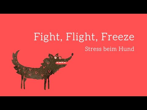 Videostandbild Fight Flight Freeze Stress beim Hund mit Play-Button
