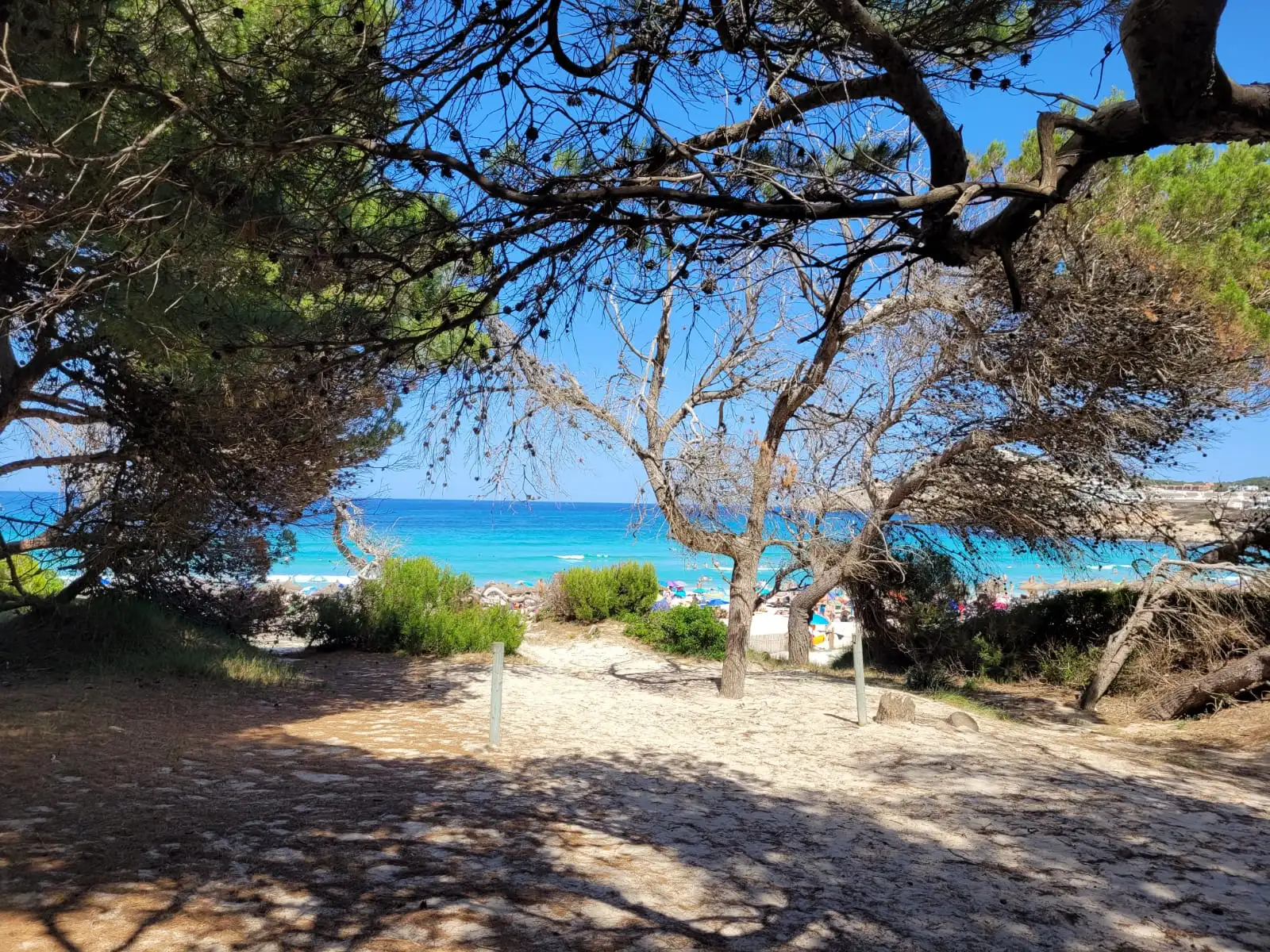 Idyllische Strandszene mit türkis-blauem Meer, trockenen Bäumen und sandigen Weg unter sonnigem Himmel