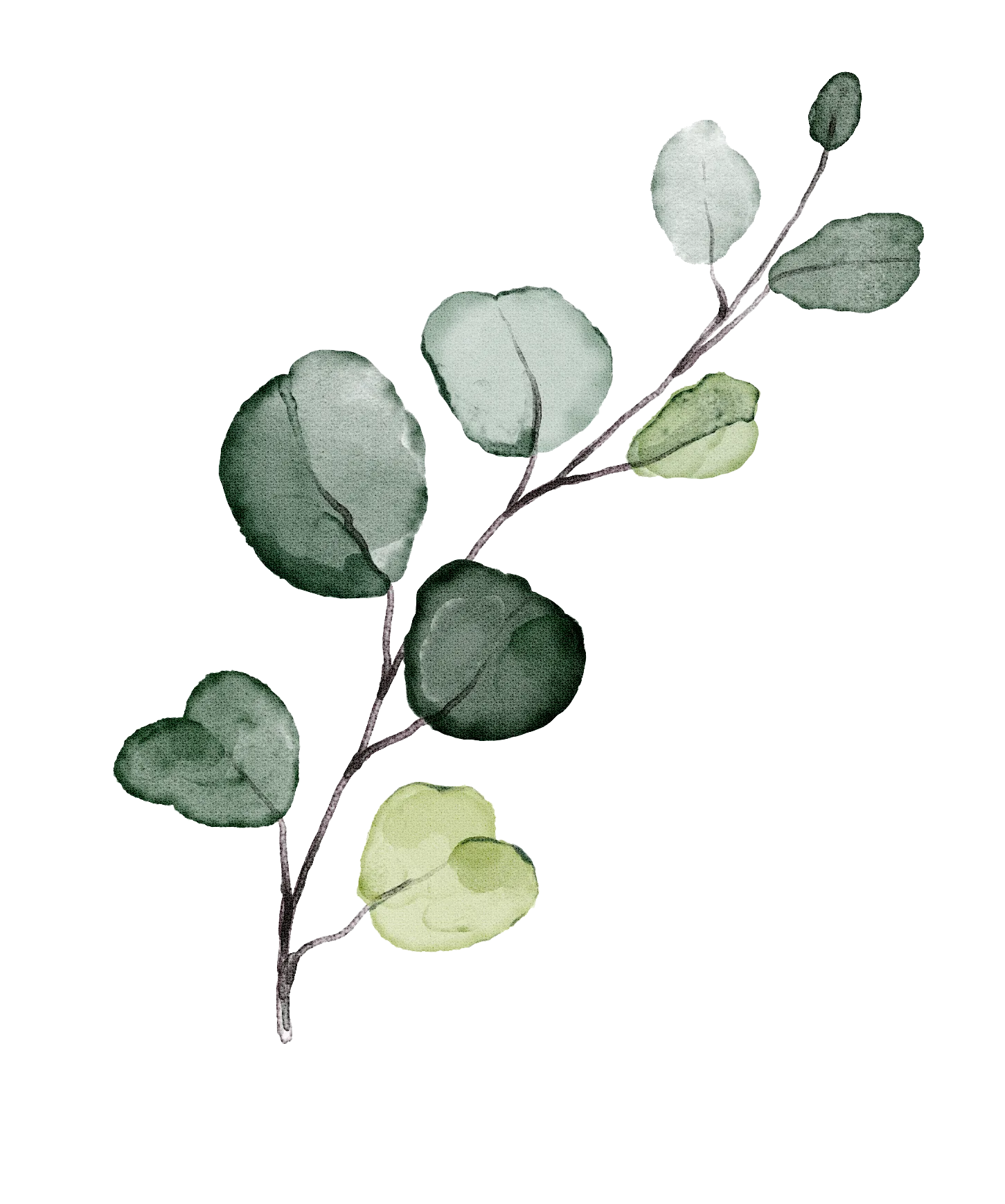 Aquarell-Illustration eines Eukalyptus-Zweigs mit grünen und hellgrünen Blättern