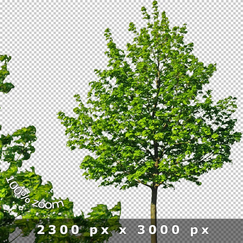 Freigestellter Baum mit dichtem pyramidenförmigem grünem Laub vor transparentem Hintergrund