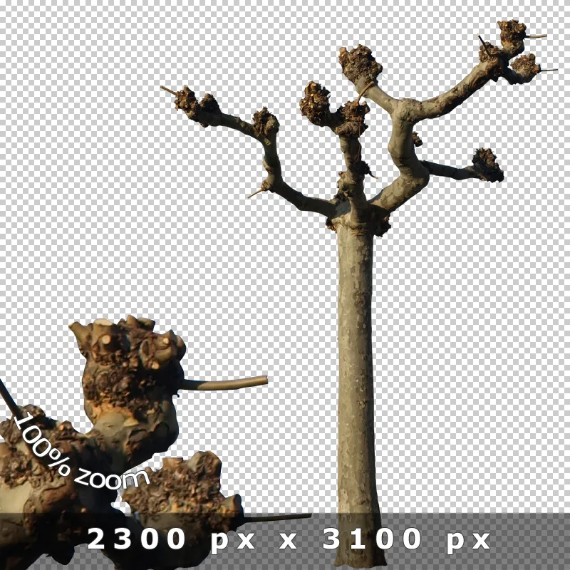 Freigestellter vertrockneter Baum mit ausgebreiteten Ästen und Knospen vor transparentem Hintergrund