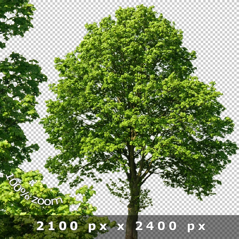 Freigestellter Baum mit zwei durchgehenden Stämmen und grünem Laubdach vor transparentem Hintergrund
