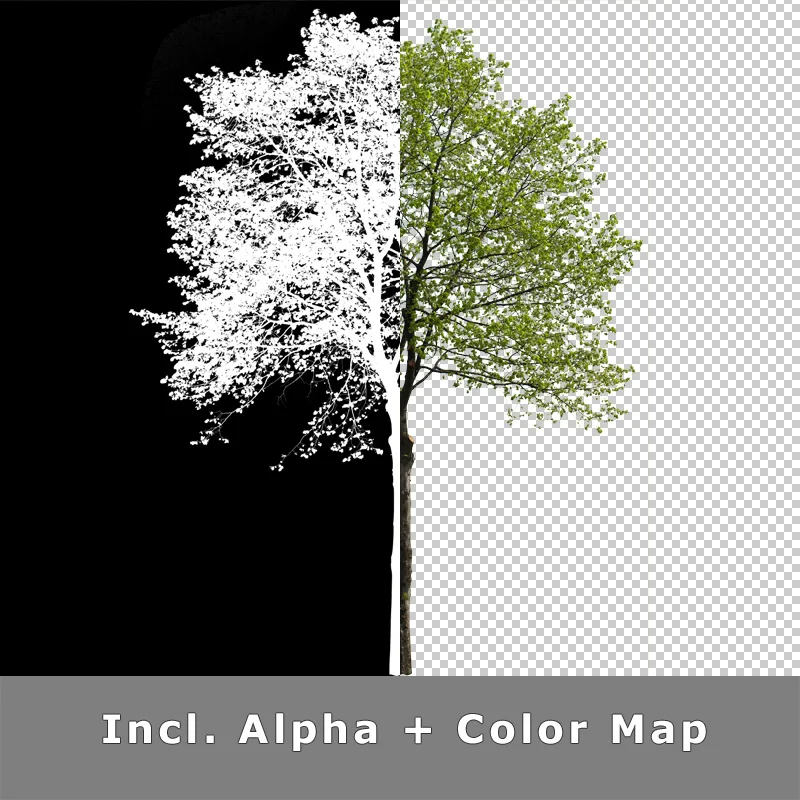 Split-Screen zeigt freigestellten Baum als Alphakanal-Maske und Farbversion vor Hintergrund