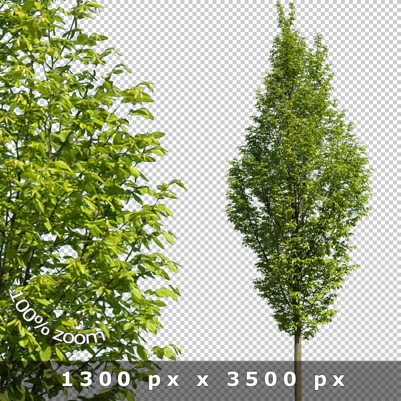 Freigestellter Baum mit feinen Ästen und grünem Blattwerk vor transparentem Hintergrund