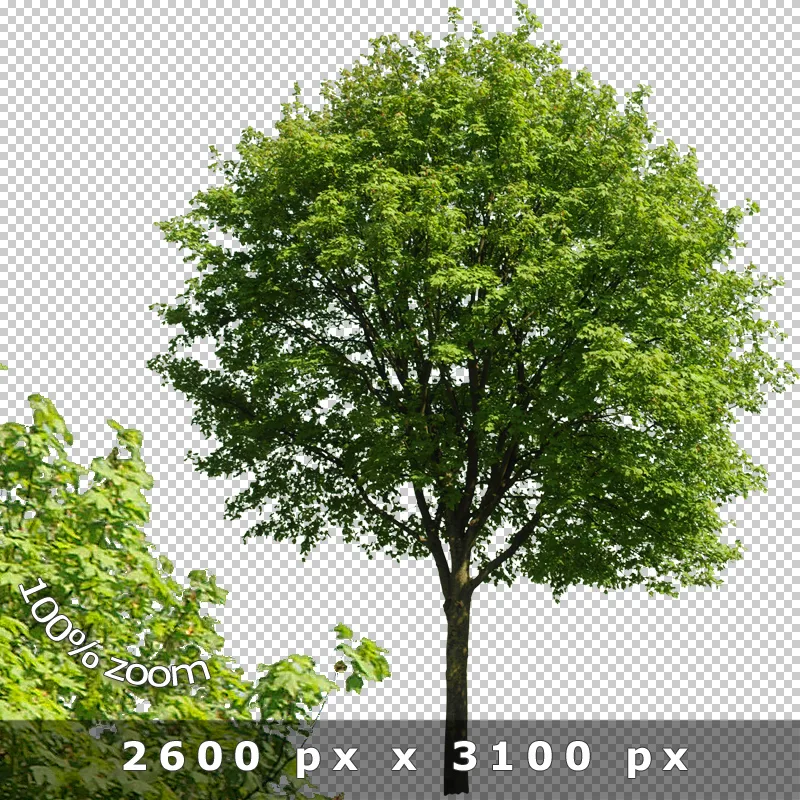 Freigestellte Bäume 2 – PNG-Entourage 4 Freigestellter Laubbaum mit dichter grüner Krone auf transparentem Hintergrund, 2600 x 3100 Pixel