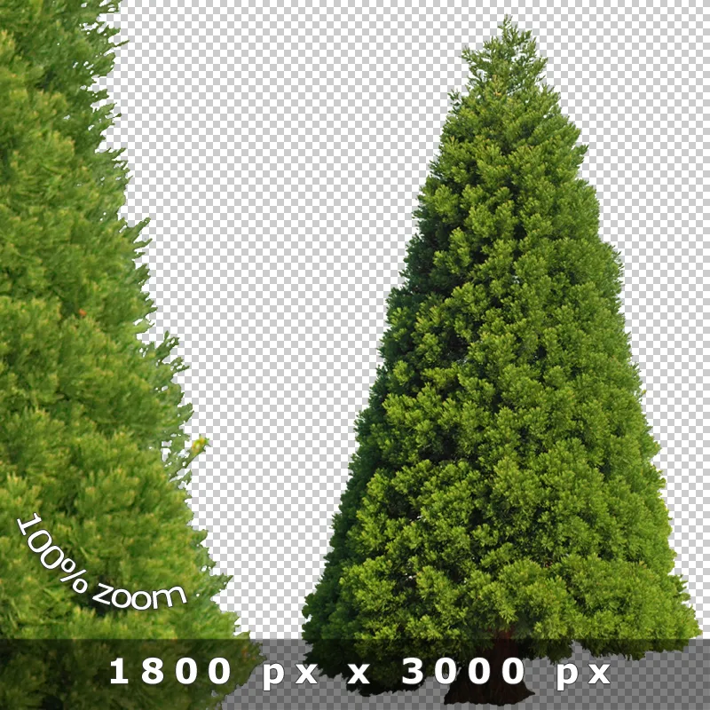 Freigestellte Bäume 2 – PNG-Entourage 7 Freigestellte Zypresse – schmale immergrüne Konifere auf transparentem Hintergrund, 1800 x 3000 Pixel