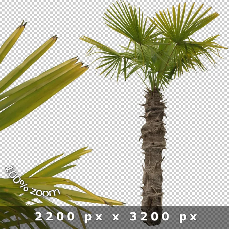 Freigestellte Bäume 2 – PNG-Entourage 8 Freigestellte Palme mit Stammdetails und Palmwedeln auf transparentem Hintergrund, 2200 x 3200 Pixel