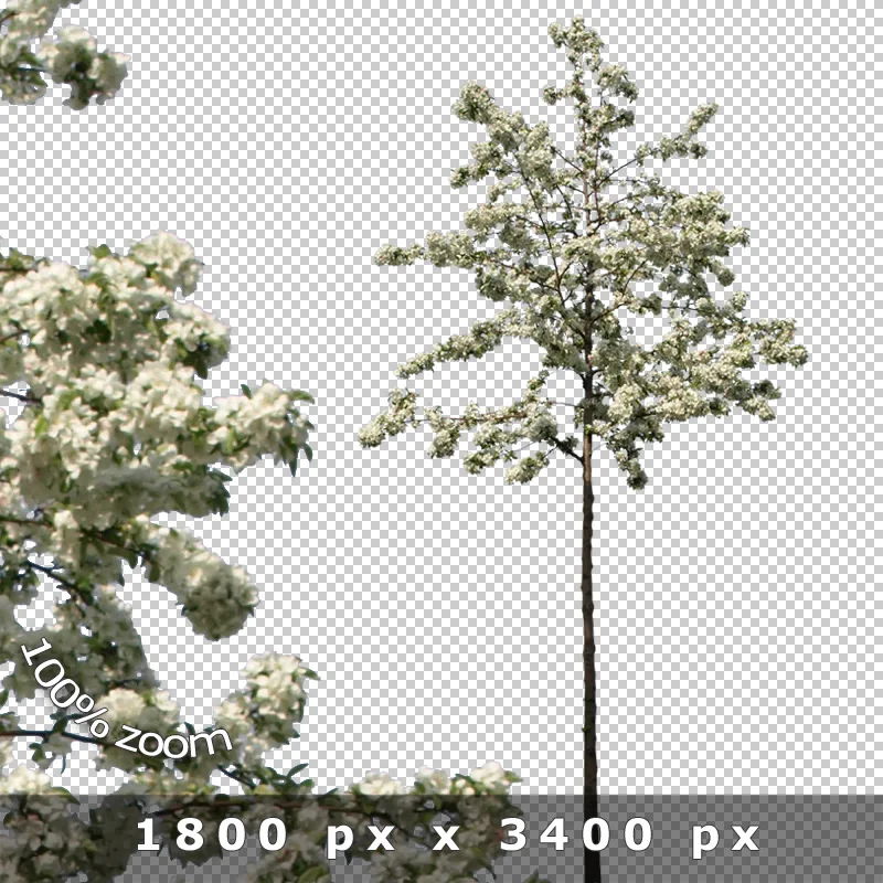 Freigestellte Bäume 2 – PNG-Entourage 11 Freigestellter Baum mit feinem Blattwerk und blütenähnlichen Strukturen, 1800 x 3400 Pixel