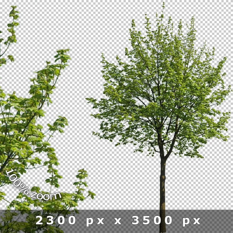 Freigestellte Bäume 2 – PNG-Entourage 12 Freigestellter junger Baum mit dünnem Stamm und ausladendem Blattwerk, 2300 x 3500 Pixel