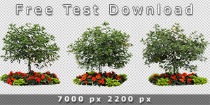 Kostenloser Test-Download mit drei freigestellten Bäumen mit Blumenschmuck in hoher Auflösung