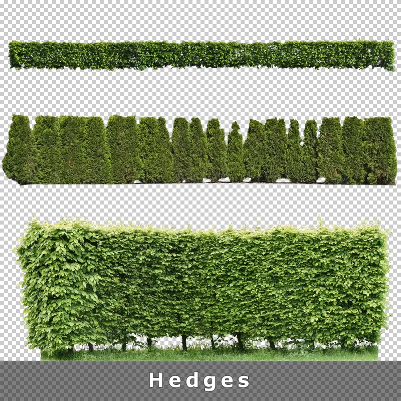 Freigestellte Heckenpflanzen – formale und naturnahe Heckenformen