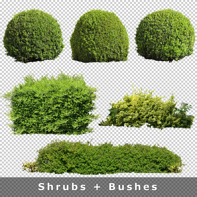 Fünf freigestellte Sträucher und Hecken in Kugel- und Buschform, grüne Vegetation