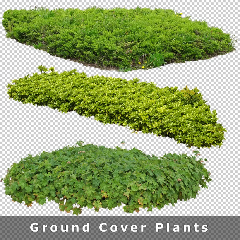 Drei Bodendecker-Pflanzen freigestellt für Gartenvisualisierungen und Landschaftsplanung