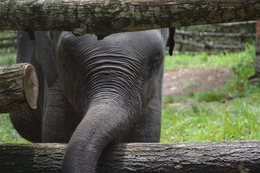 Junger Elefant zwischen Holzstämmen in Gehege, Rüssel nach unten, Nahaufnahme des Kopfes
