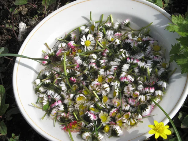 Weiße Schale mit gesammelten Gänseblümchen in verschiedenen Blütenfarben, von oben fotografiert