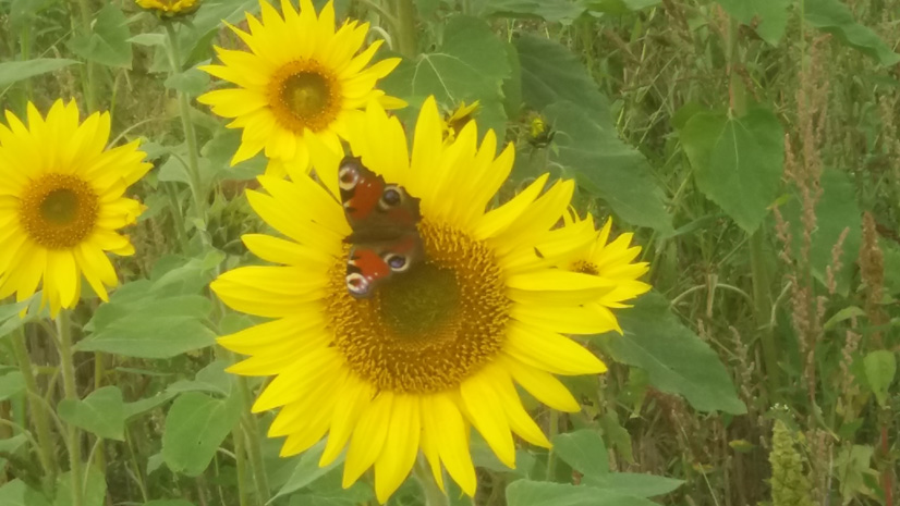 Sonnenblumenfeld mit großen gelben Blüten, Schmetterling auf mittlerer Blüte sitzend