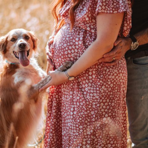 Schwangere Frau im roten Kleid streichelt Golden-Retriever-Hund, Bauch sichtbar