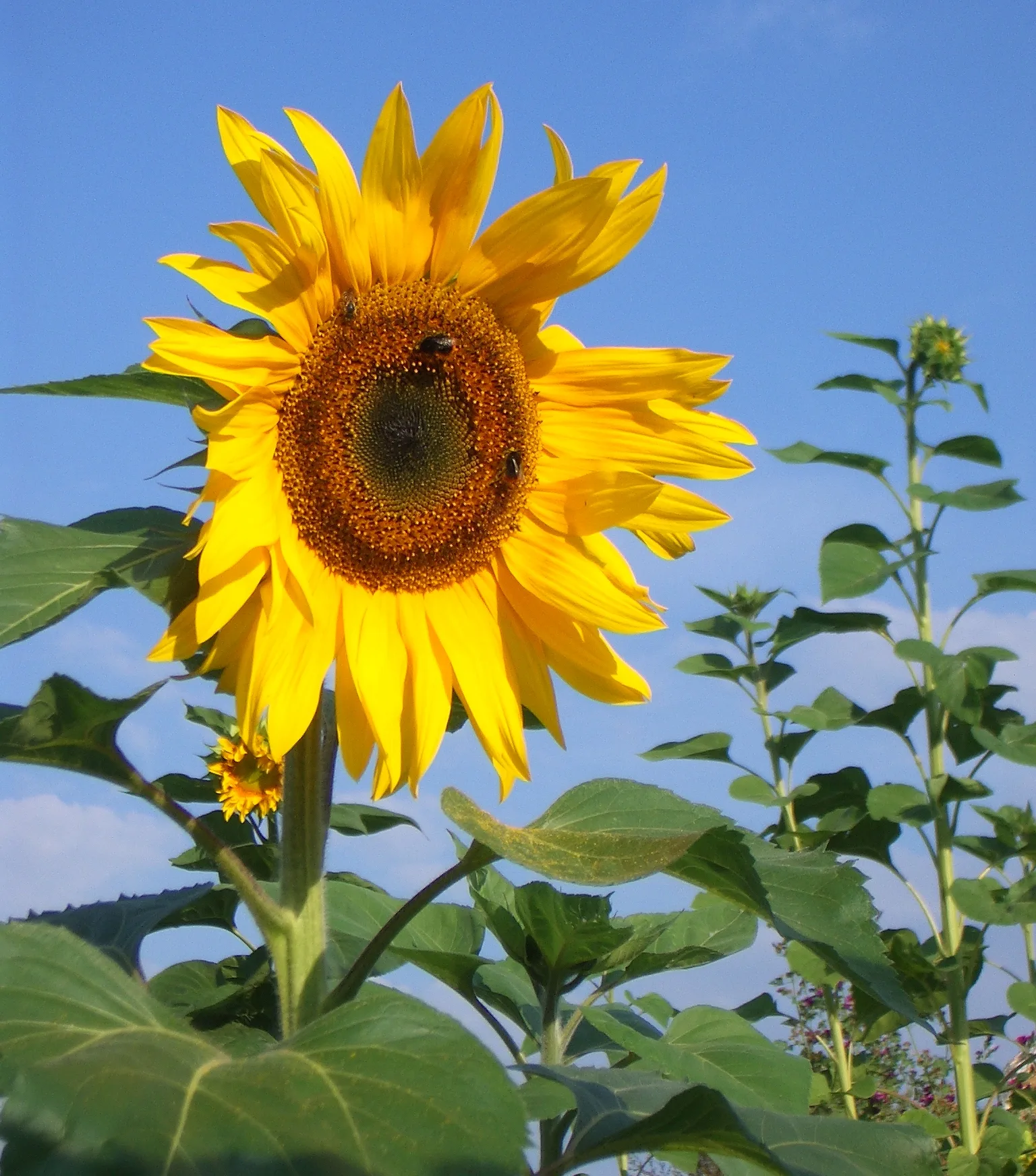 Sonnenblume mit Bienen vor blauem Himmel und grünem Laub